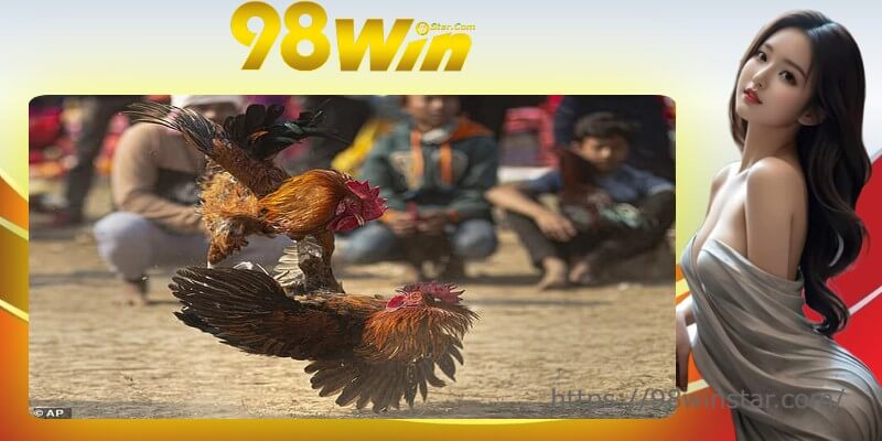 Tìm hiểu một số thông tin chung về tỷ lệ cược chấp đá gà