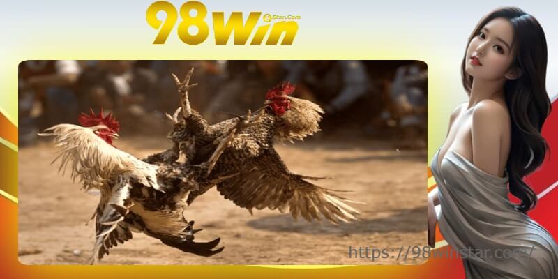 Bật mí một số bí quyết cá cược chọi kê hay nhất với kèo chấp đá ăn 8